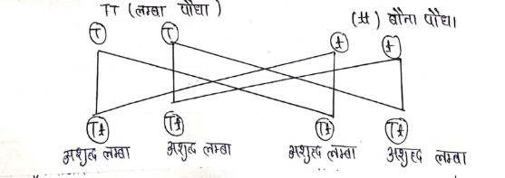 एक-संकर एवं द्वि-संकर टेस्ट क्रॉस को समझाइए ।